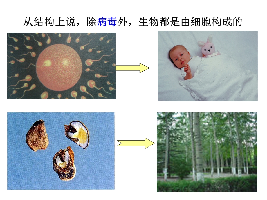 细胞的分裂、生长和分化.ppt_第2页