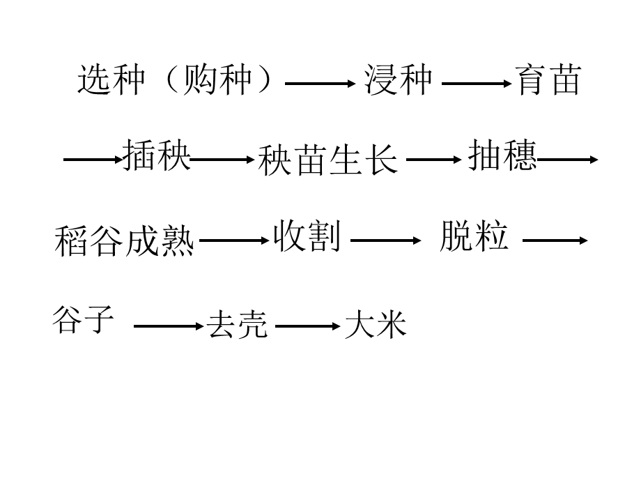 《大米的来历》PPT课件.ppt_第3页