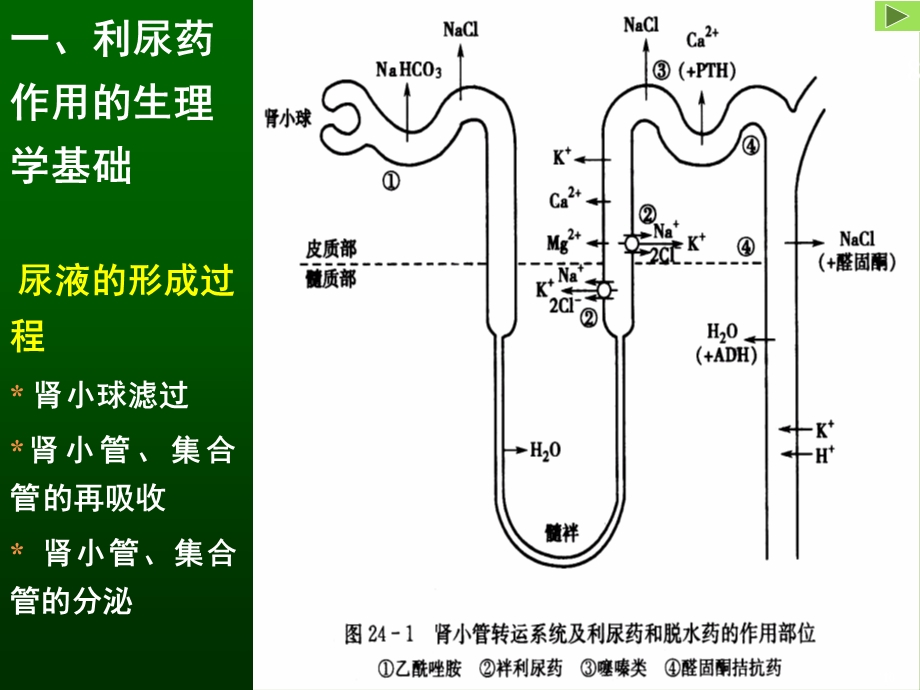 《利尿药和脱水药》PPT课件.ppt_第3页