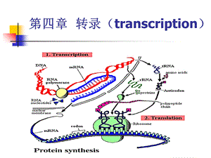 《分子遗传学》PPT课件.ppt