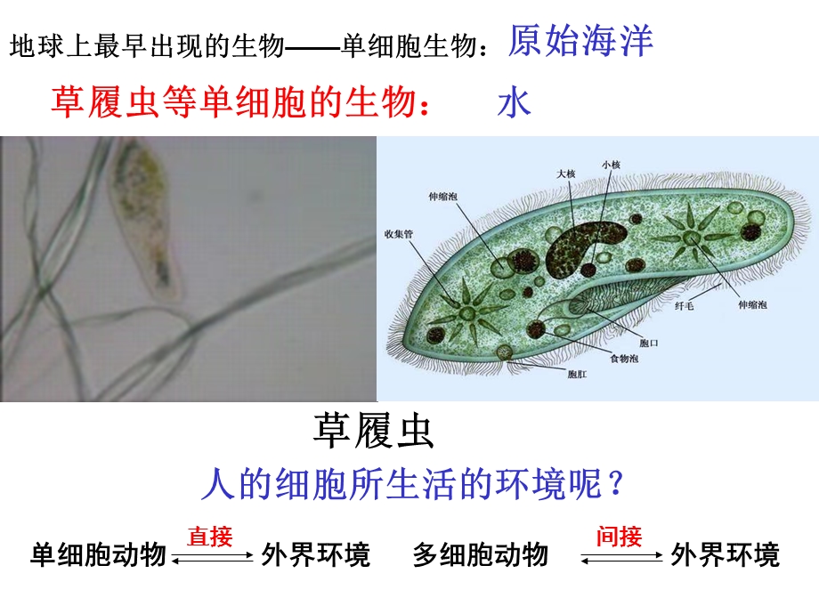 《内环境与稳态》PPT课件.ppt_第3页