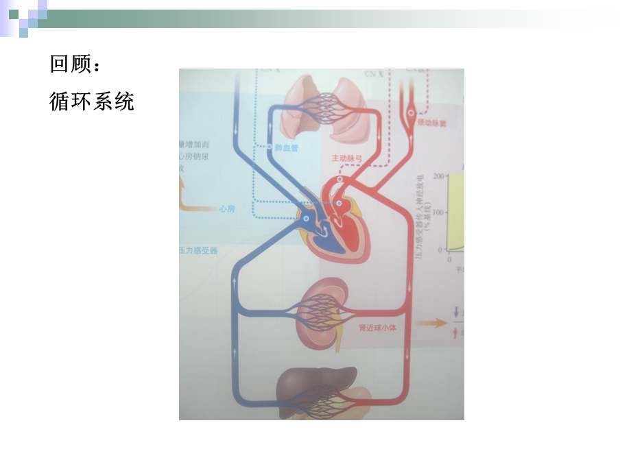 《心脏泵血》PPT课件.ppt_第2页