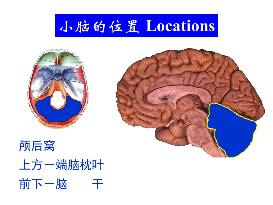 《小脑间脑端脑外形》PPT课件.ppt_第3页