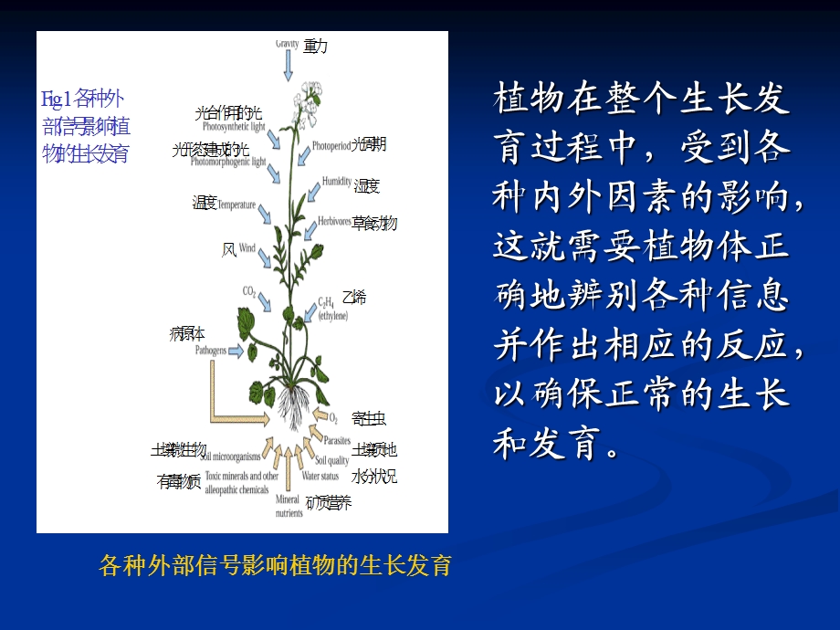 《信号转导》PPT课件.ppt_第2页