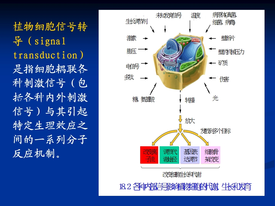 《信号转导》PPT课件.ppt_第3页