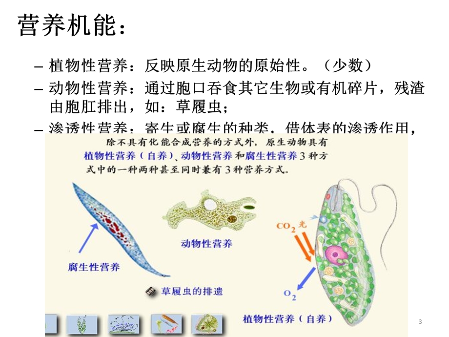 原生动物门.ppt_第3页