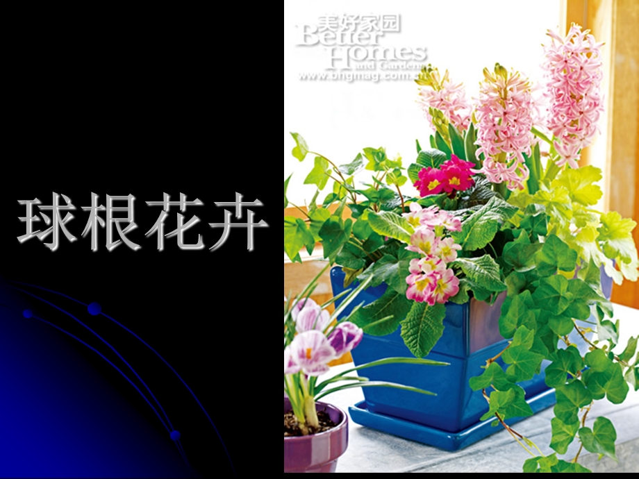 球根花卉.ppt_第1页