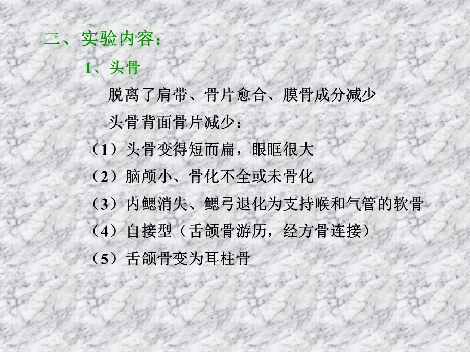 实验五蛙的内部结构骨骼系统.ppt_第2页