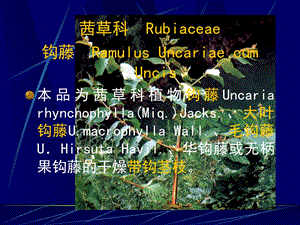 茜草科钓藤忍冬科金银花.ppt