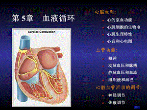 《循环生理上》PPT课件.ppt