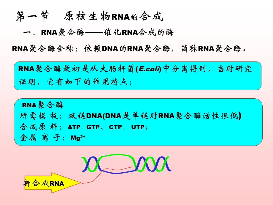 《RNA合成》PPT课件.ppt_第3页