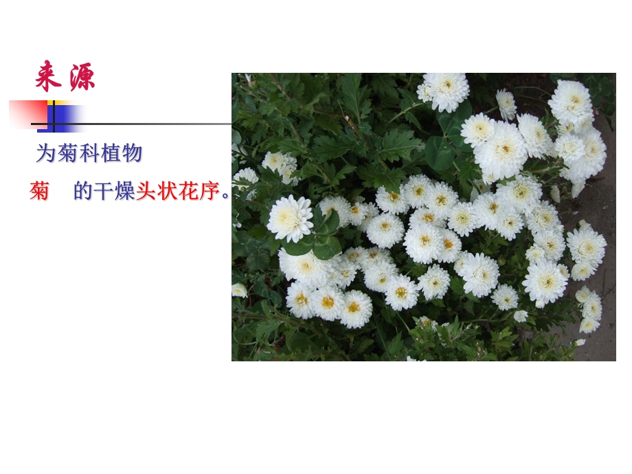 《中药菊花的鉴定》PPT课件.ppt_第2页