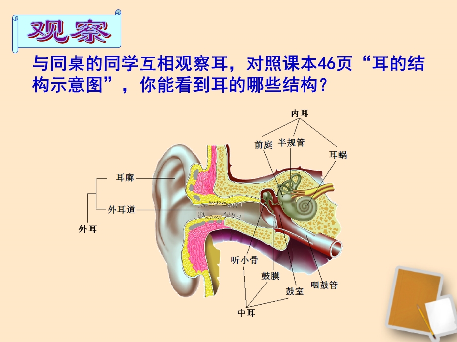 152人体对信息的感知.ppt_第2页