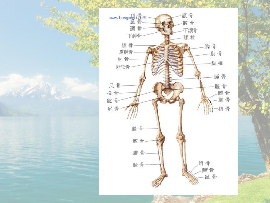 《人体骨骼简述》PPT课件.ppt_第2页