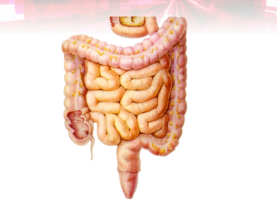 《大肠解剖及临床》PPT课件.ppt_第3页