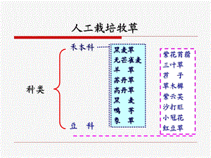 《常见栽培牧草》PPT课件.ppt