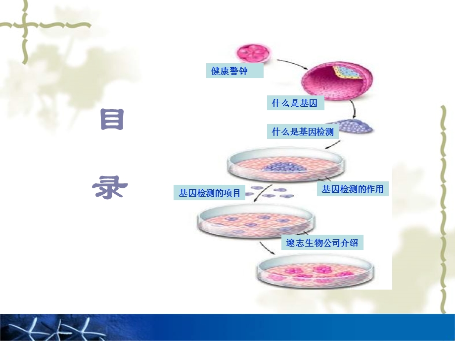 《基因培训资料》PPT课件.ppt_第2页