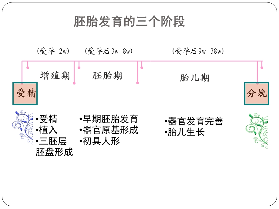 《口腔颌面部发育》PPT课件.ppt_第3页