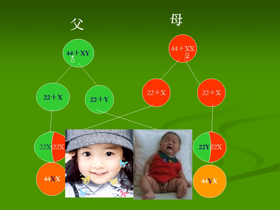 《基因与健康》PPT课件.ppt_第2页