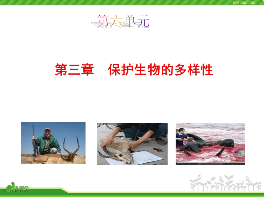 《保护生物的多样性》PPT课件.ppt_第1页