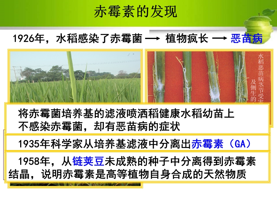 《其他植物激素》PPT课件.ppt_第3页