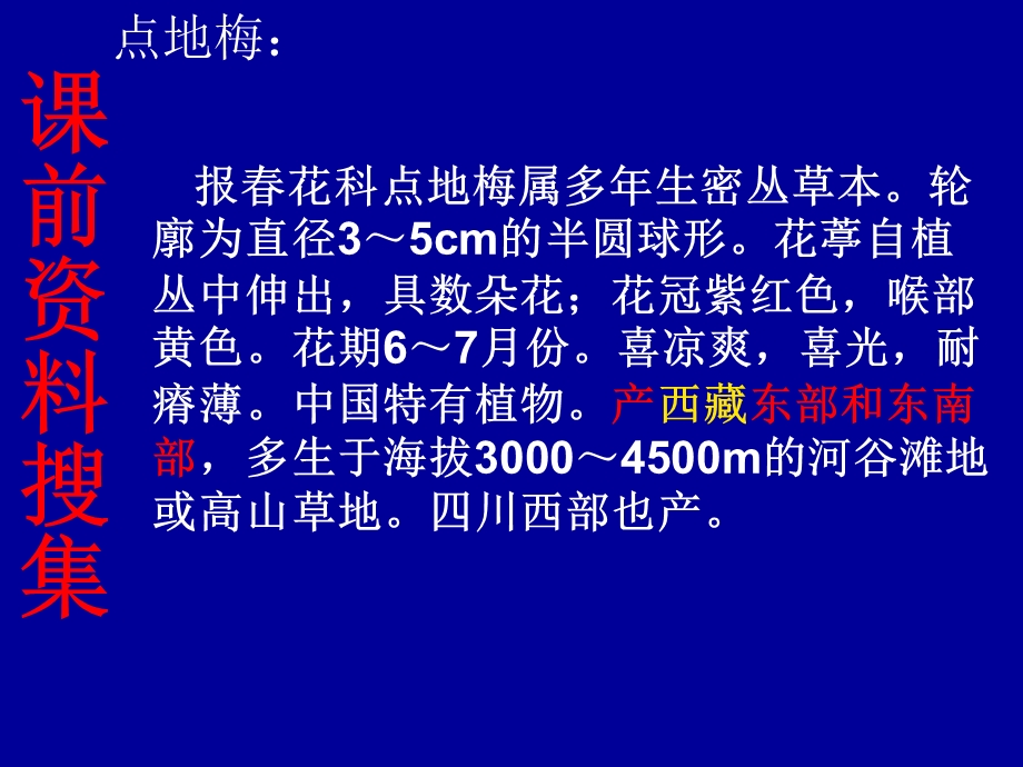 9烂漫的点地梅课件.ppt_第3页