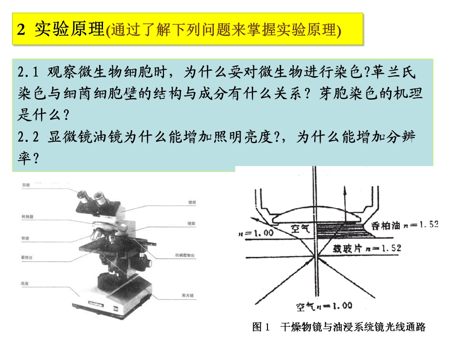 实验三 细菌的染色及形态观察.ppt_第2页