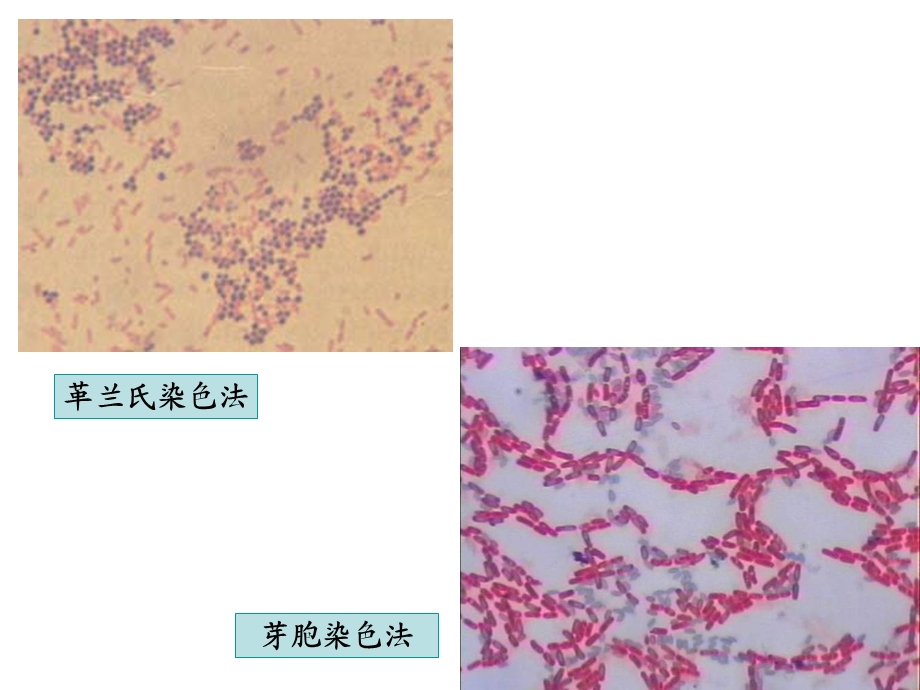 实验三 细菌的染色及形态观察.ppt_第3页