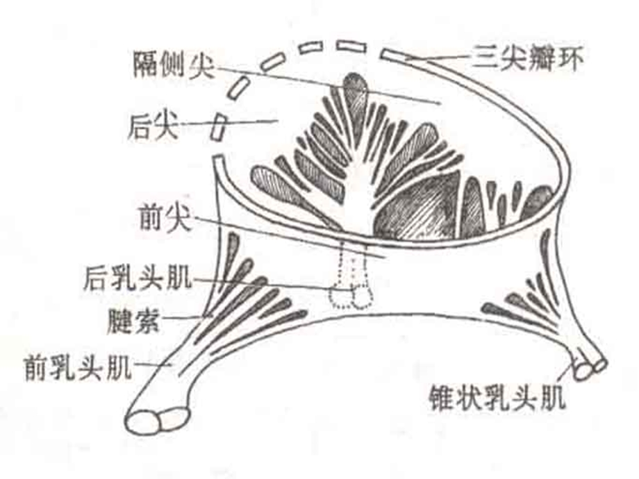 《尖瓣解剖结构》PPT课件.ppt_第3页