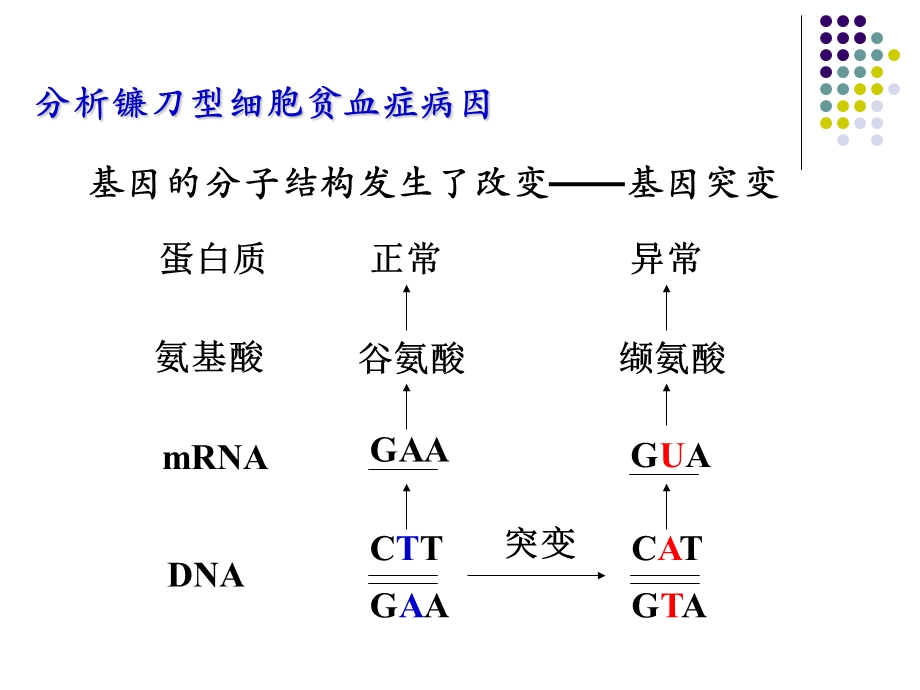 《变异育种遗传病》PPT课件.ppt_第3页