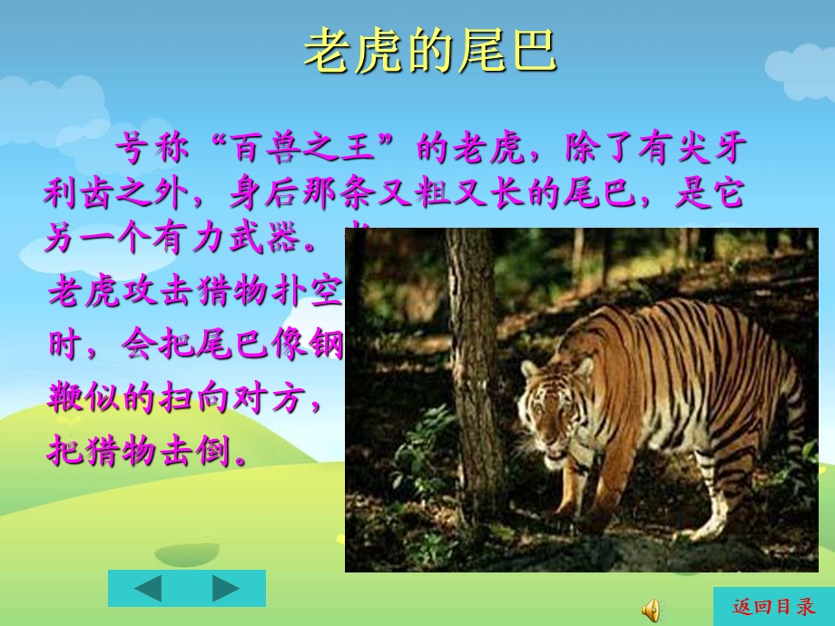 《动物的尾巴》PPT课件.ppt_第3页