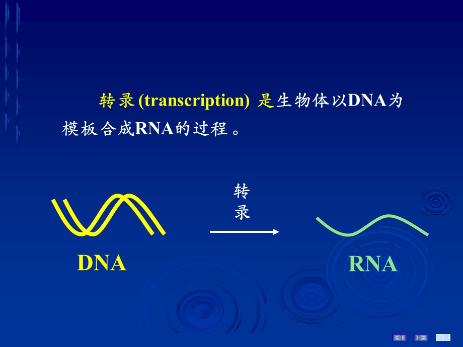 《RNA的生物合成》PPT课件.ppt_第2页