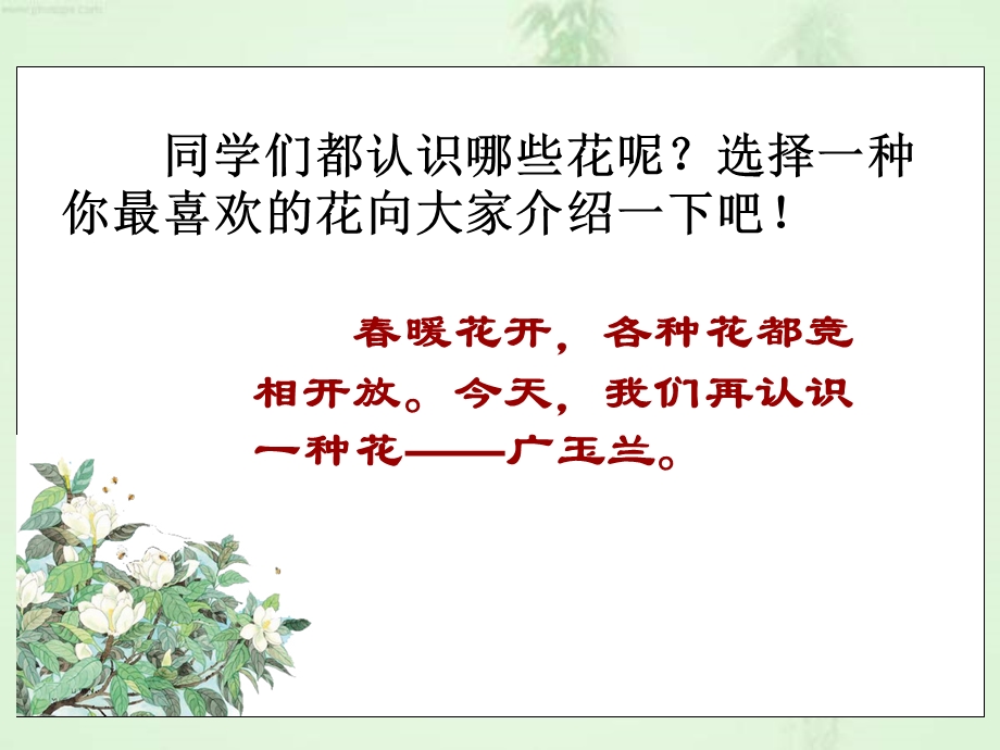 《广玉兰教学》PPT课件.ppt_第2页