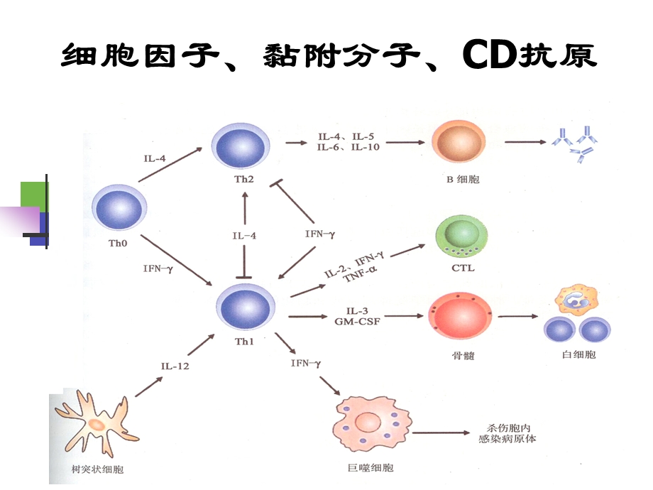 细胞因子(中文,本科).ppt_第1页