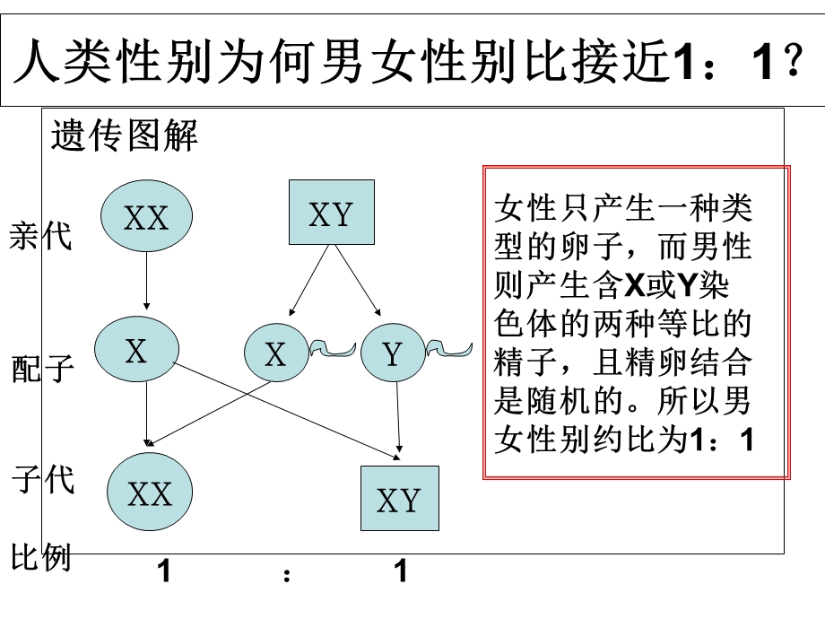 《伴性遗传及判断》PPT课件.ppt_第3页