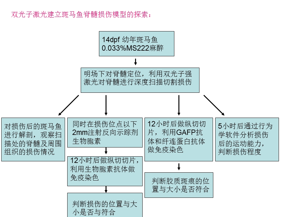 《实验技术路线》PPT课件.ppt_第2页