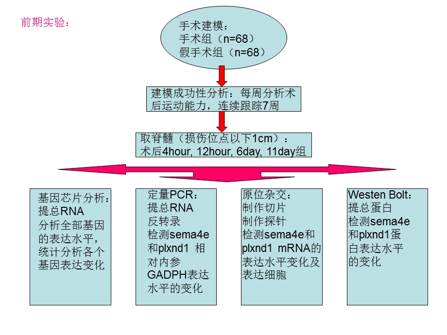 《实验技术路线》PPT课件.ppt_第3页