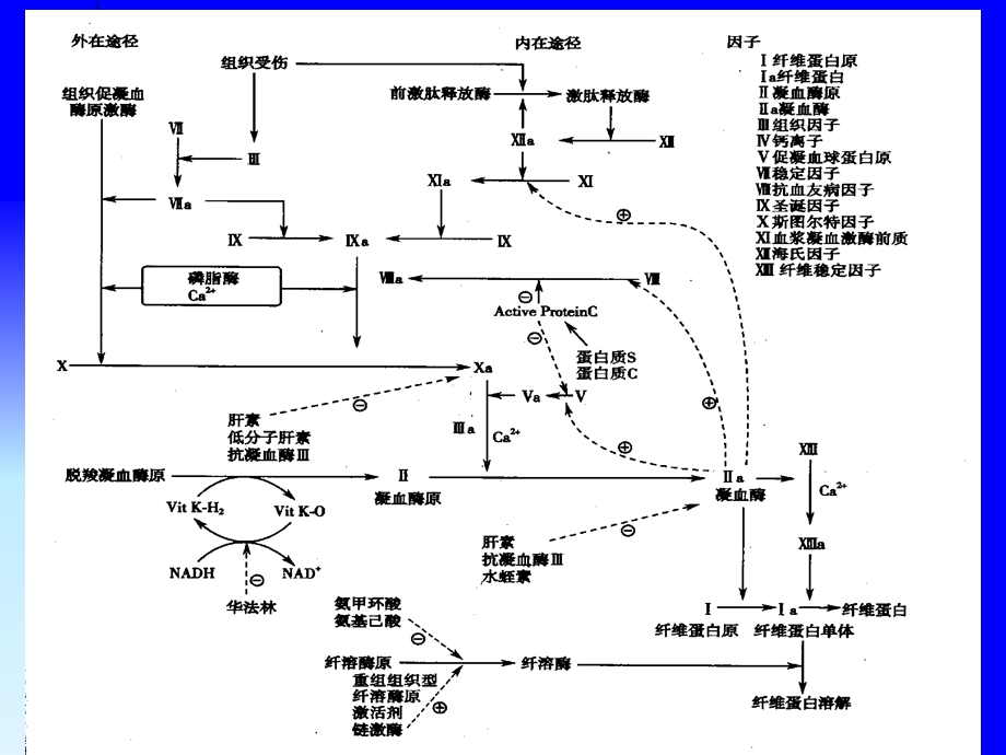 《口服抗凝药》PPT课件.ppt_第3页