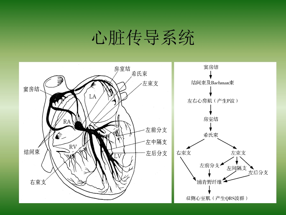 《各类传导阻滞》PPT课件.ppt_第2页