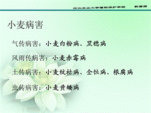 《小麦病害图谱》PPT课件.ppt