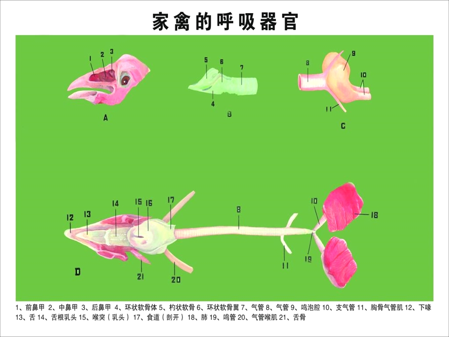 《家禽解剖学》PPT课件.ppt_第3页