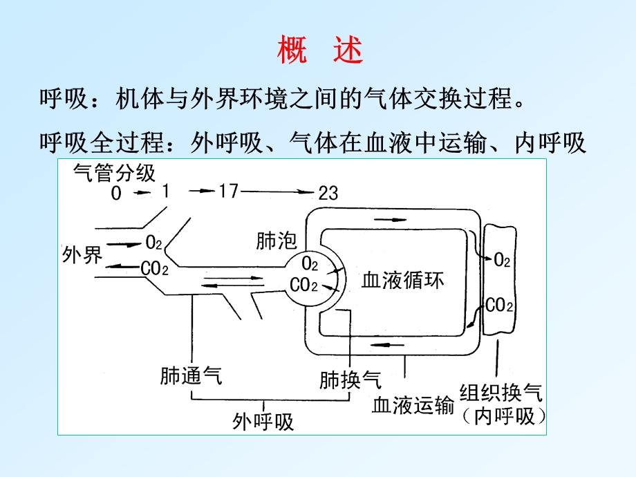 《呼吸生理学》PPT课件.ppt_第2页