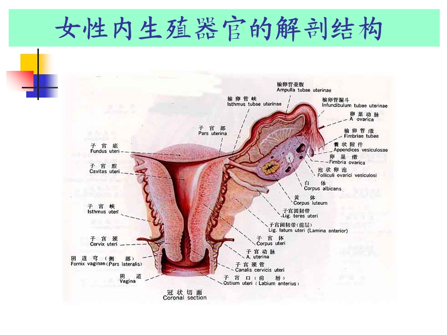 《妇科生殖保健》PPT课件.ppt_第3页