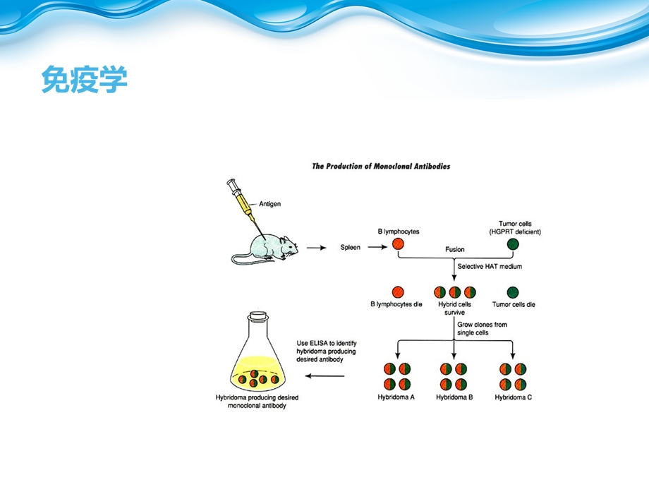 《免疫学检查》PPT课件.ppt_第3页