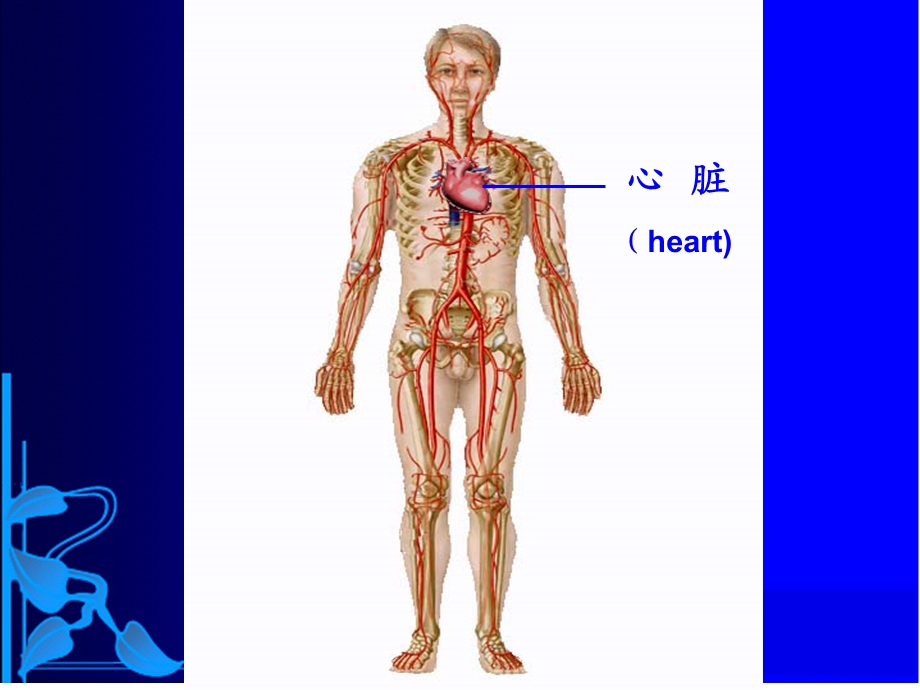 《心脏泵功能》PPT课件.ppt_第3页