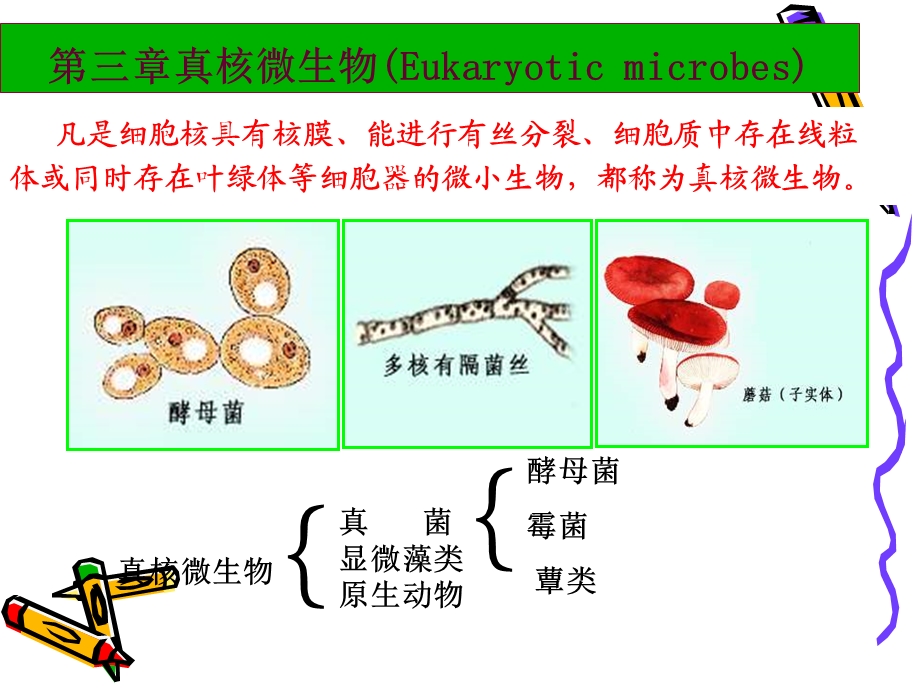 丝状真菌简.ppt_第1页