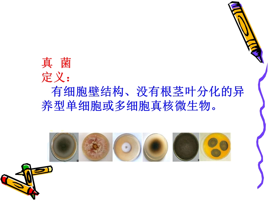 丝状真菌简.ppt_第2页