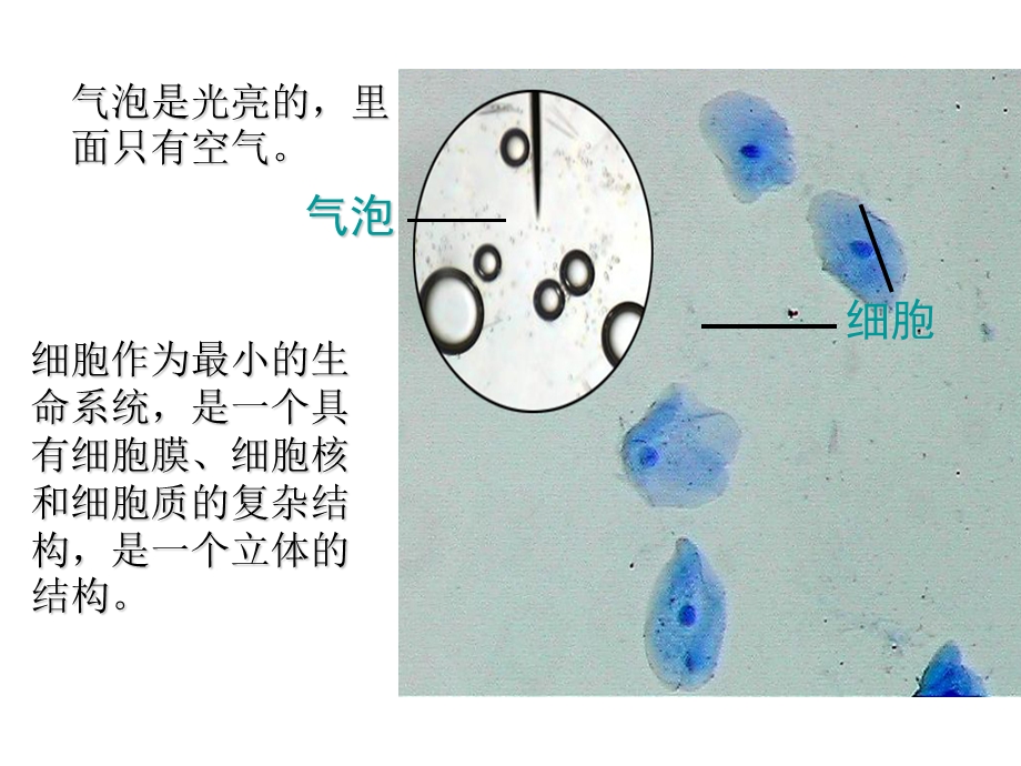 细胞膜系统的边界zhengshi.ppt_第2页