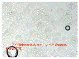 细胞膜系统的边界zhengshi.ppt