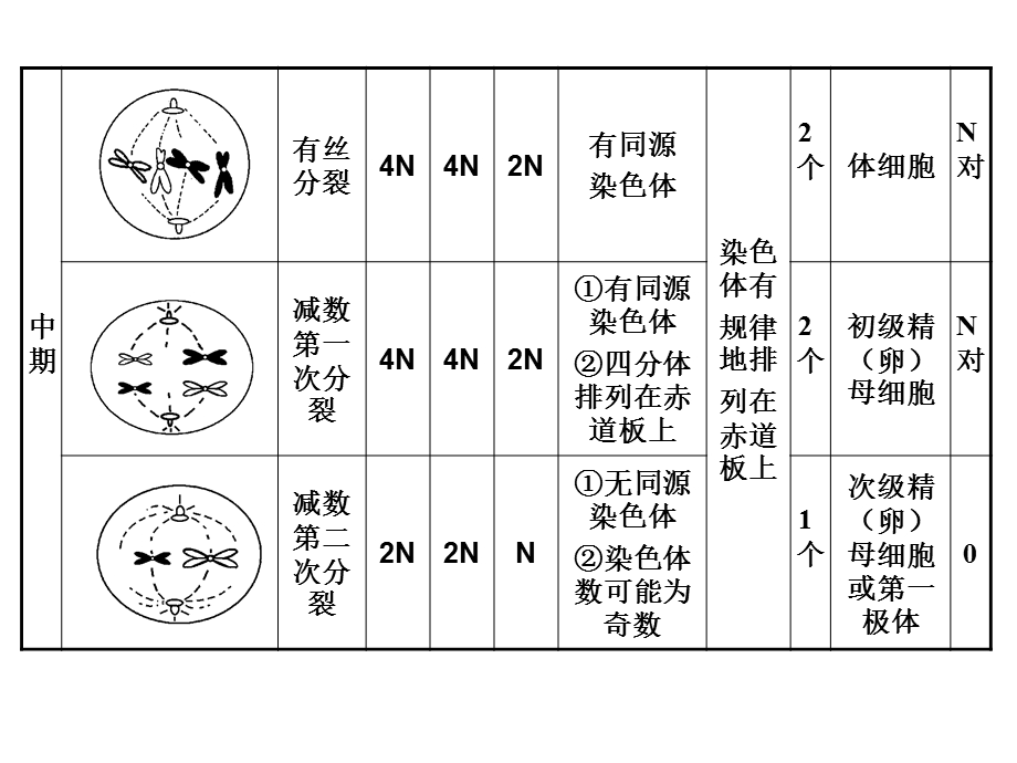 《学案细胞的增殖》PPT课件.ppt_第3页